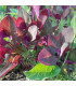 BIO Lebeda zahradní - Atriplex hortensis - prodej bio semen - 40 ks