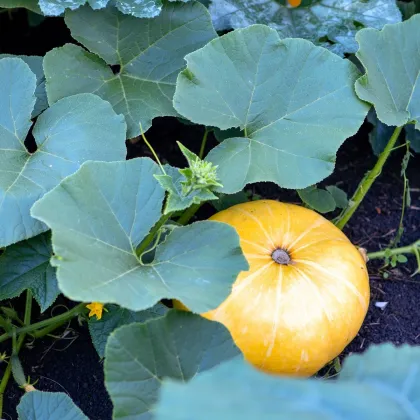 Tykev Gele Reuzen - Cucurbita maxima - prodej semen - 5 ks