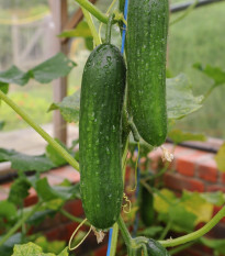 BIO Okurka Picolino F1 - Cucumis sativus - prodej bio semen - 4 ks