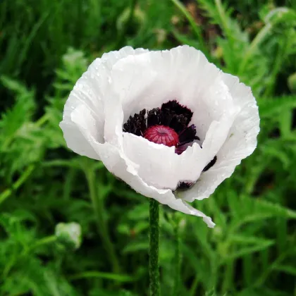 Mák východní Checkers - Papaver orientale - prodej semen - 50 ks