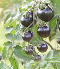 BIO Rajče Indigo Rose - Solanum lycopersicum - prodej bio semen - 7 ks