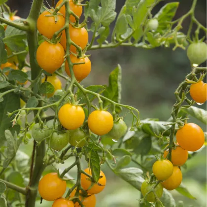 Rajče divoké Murmel žluté - Solanum pimpinellifolium - prodej semen - 6 ks