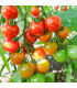 BIO Rajče koktejlové Primavera - Solanum lycopersicum - prodej bio semen - 7 ks