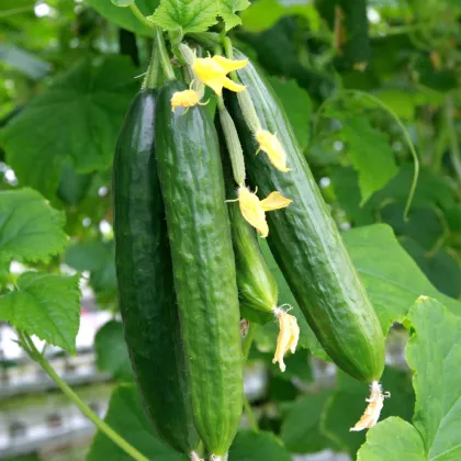 Okurka salátová Superstar F1 - Cucumis sativus - prodej semen - 10 ks