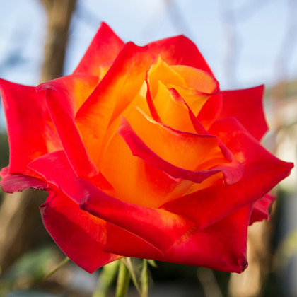Růže velkokvětá červenožlutá - Rosa - prodej prostokořenných sazenic - 1 ks