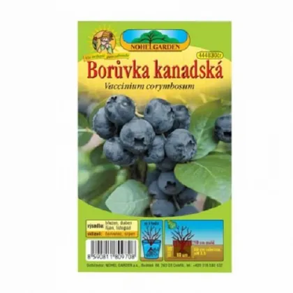 Borůvka kanadská - Vaccinium corymbosum - prodej sazenic - 1 ks