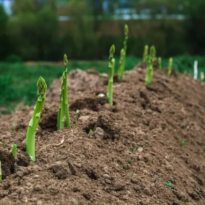 Chřest Boonlim - Asparagus officinalis - prodej prostokořenných sazenic - 1 ks