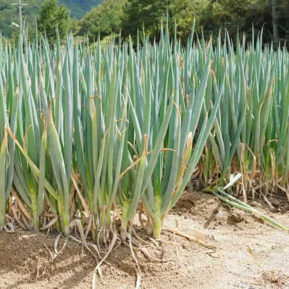 Cibule zimní svazková Freddy - Allium fistulosum - prodej semen - 250 ks