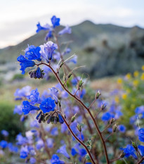 Svazenka modrá - Phacelia campanularia - prodej semen - 0,7 g