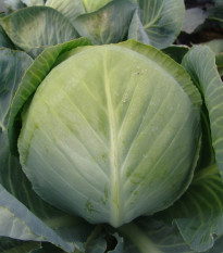 Zelí Aros F1 - Brassica oleracea - prodej semen - 100 ks