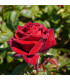 Růže záhonová červená - Rosa - prodej prostokořenných sazenic - 1 ks