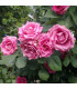 Růže záhonová tmavě růžová - Rosa - prodej prostokořenných sazenic - 1 ks