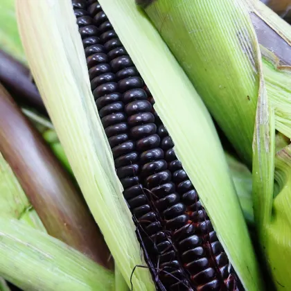 Kukuřice Negro Cine - Zea mays - prodej semen - 15 ks