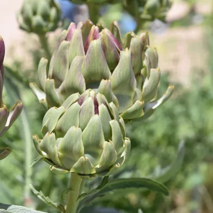 BIO Artyčok Green Globe - Cynara scolymus - prodej bio semen - 10 ks