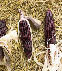 BIO Kukuřice cukrová Tortilla - Zea mays - prodej bio semen - 20 ks