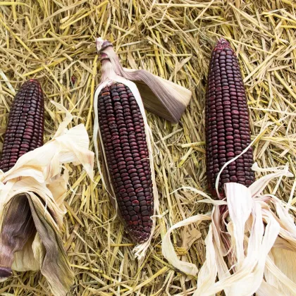 BIO Kukuřice cukrová Tortilla - Zea mays - prodej bio semen - 20 ks