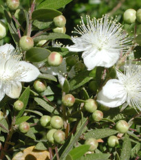 Myrta obecná - Myrtus communis - prodej semen - 5 ks