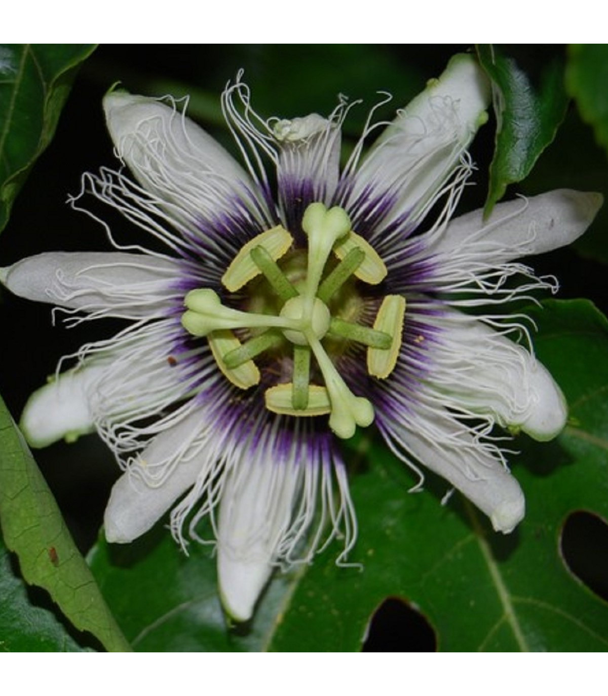Mučenka jedlá - Passiflora edulis - prodej semen - 5 ks