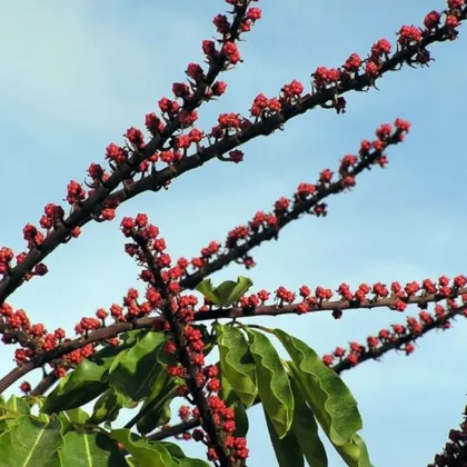 Šeflera paprskovitá - Schefflera arboricola - prodej semen - 6 ks