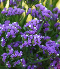 Limonka chobotnatá fialová - Limonium sinuatum - prodej semen - 30 ks