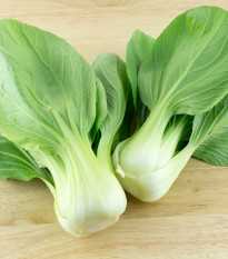 Pak Choi Shanghai - Brassica rapa chinensis - prodej semen - 200 ks