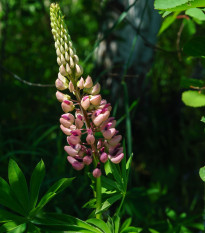 Lupina mnoholistá Russel Schlossfrau Rosa - Lupinus polyphyllus - prodej semen - 30 ks