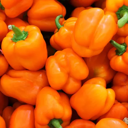 Paprika Snack Orange - Capsicum annuum - prodej semen - 6 ks