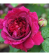 Růže velkokvětá tmavě růžová - Rosa - prodej prostokořenných sazenic - 1 ks