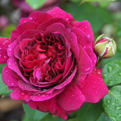 Růže velkokvětá tmavě růžová - Rosa - prodej prostokořenných sazenic - 1 ks