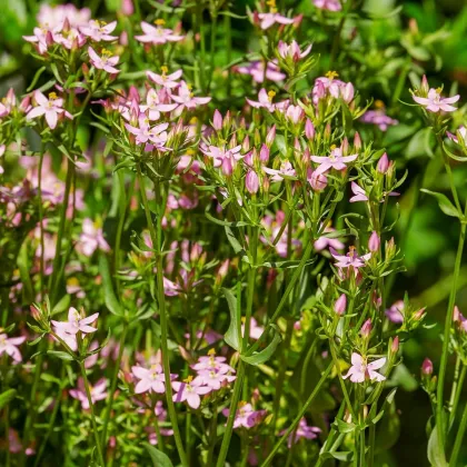 Zeměžluč okolíkatá - Centaurium erythraea - prodej semen - 50 ks