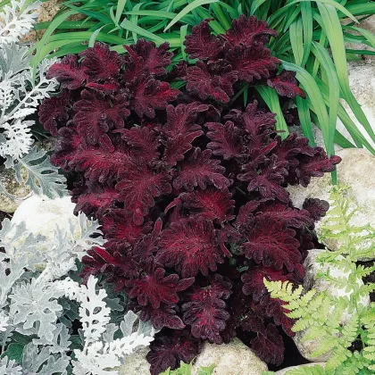 Africká kopřiva Wizard Black Dragon - Coleus blumei - prodej semen - 30 ks