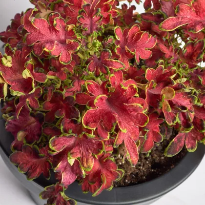 Africká kopřiva Wizard Velvet Rose - Coleus blumei - prodej semen - 30 ks