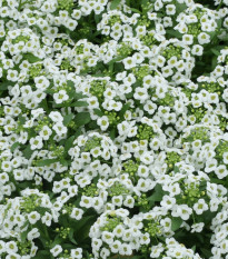 Tařicovka Snow Crystal - Lobularia maritima - prodej semen - 200 ks