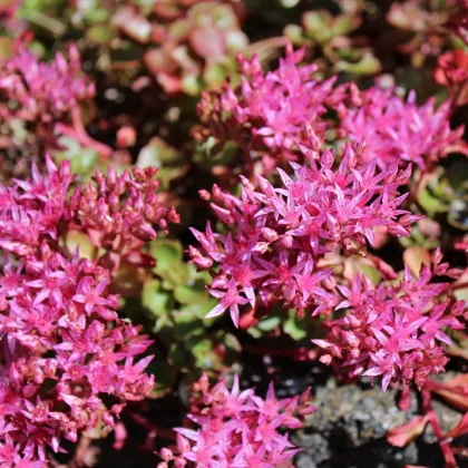 Rozchodník pochybný Voodoo - Sedum spurium - prodej semen - 50 ks