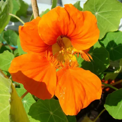 BIO Lichořeřišnice Nasturtium - Kapucínka - Tropaeolum majus odor. - prodej bio semen - 10 ks