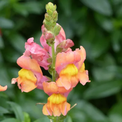 Hledík nízký dvoukvětý Twinny Bronze - Antirrhinum majus - prodej semen - 20 ks