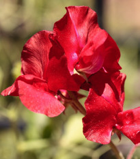 Hrachor Roma Scarlet - Lathyrus odoratus - prodej semen - 15 ks