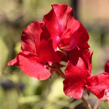 Hrachor Roma Scarlet - Lathyrus odoratus - prodej semen - 15 ks