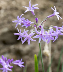 Česneková tráva - Tulbaghia violacea - prodej semen - 5 ks