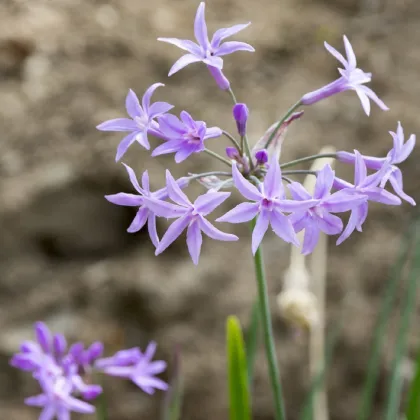 Česneková tráva - Tulbaghia violacea - prodej semen - 5 ks