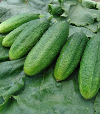 Okurka nakládačka jemnoostná Mira F1 - Cucumis sativus - prodej semen - 35 ks