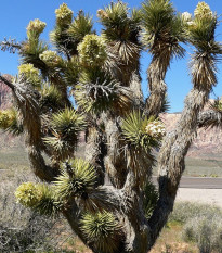 Juka krátkolistá - Yucca brevifolia - prodej semen - 6 ks