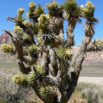 Juka krátkolistá - Yucca brevifolia - prodej semen - 6 ks