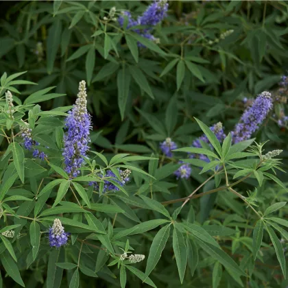 Drmek obecný - Mnišský pepř - Vitex agnus-castus - prodej semen - 9 ks