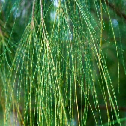 Přesličník obecný - Tropický dub - Casuarina Cunninghamiana - prodej semen - 5 ks