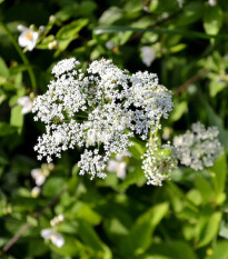 Bedrník obecný - Pimpinella saxifraga - prodej semen - 50 ks