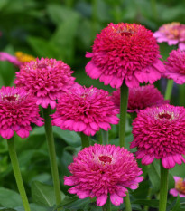 Ostálka Zinderella Purple - Zinnia elegans - prodej semen - 20 ks