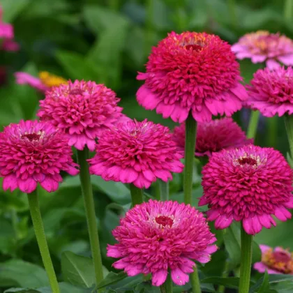 Ostálka Zinderella Purple - Zinnia elegans - prodej semen - 20 ks