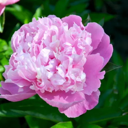 Pivoňka růžová Dr. Alex Flamming - Paeonia lactiflora - prodej cibulovin - 1 ks