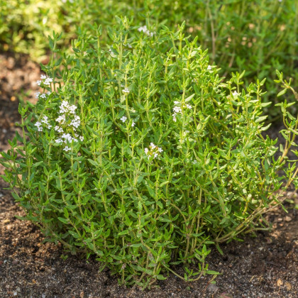 Tymián Orangelo - Thymus vulgaris - prodej semen - 40 ks